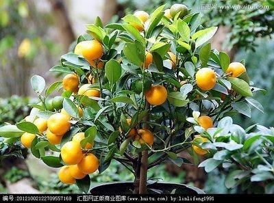 家裏一定要養的八種植物招財又旺宅
