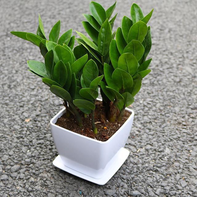 家裏一定要養的八種植物招財又旺宅