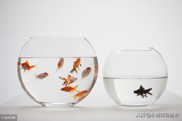 居家風水學 魚缸擺在哪裏最招福