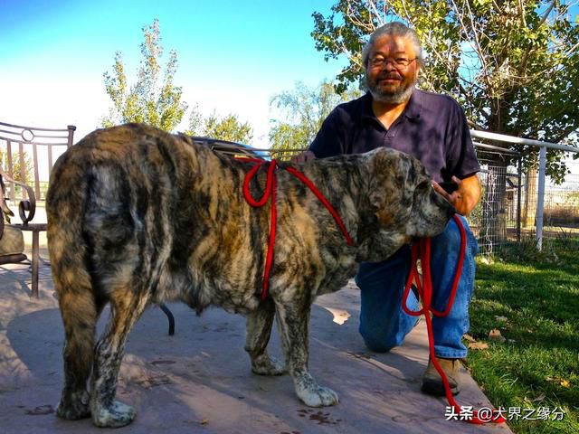 歐洲皇室專供獒犬,被譽為“歐洲獒王”,體積是藏獒的2倍 – 頭條新聞