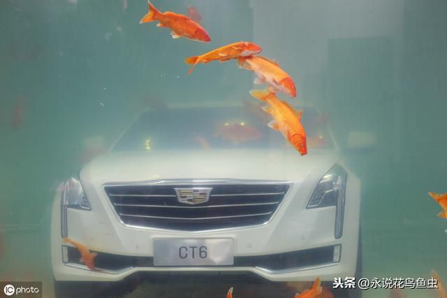 居家風水學 魚缸擺在哪裏最招福