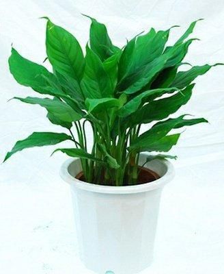家裏一定要養的八種植物招財又旺宅
