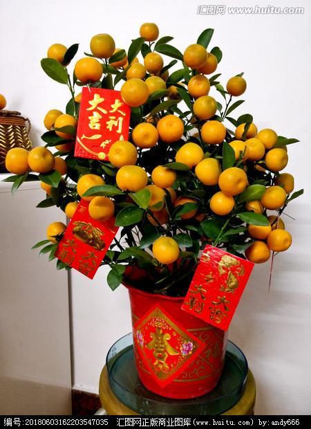 家裏一定要養的八種植物招財又旺宅