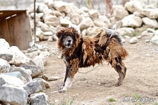 歐洲皇室專供獒犬,被譽為“歐洲獒王”,體積是藏獒的2倍 – 頭條新聞